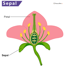 _images/figPetalSepal.png