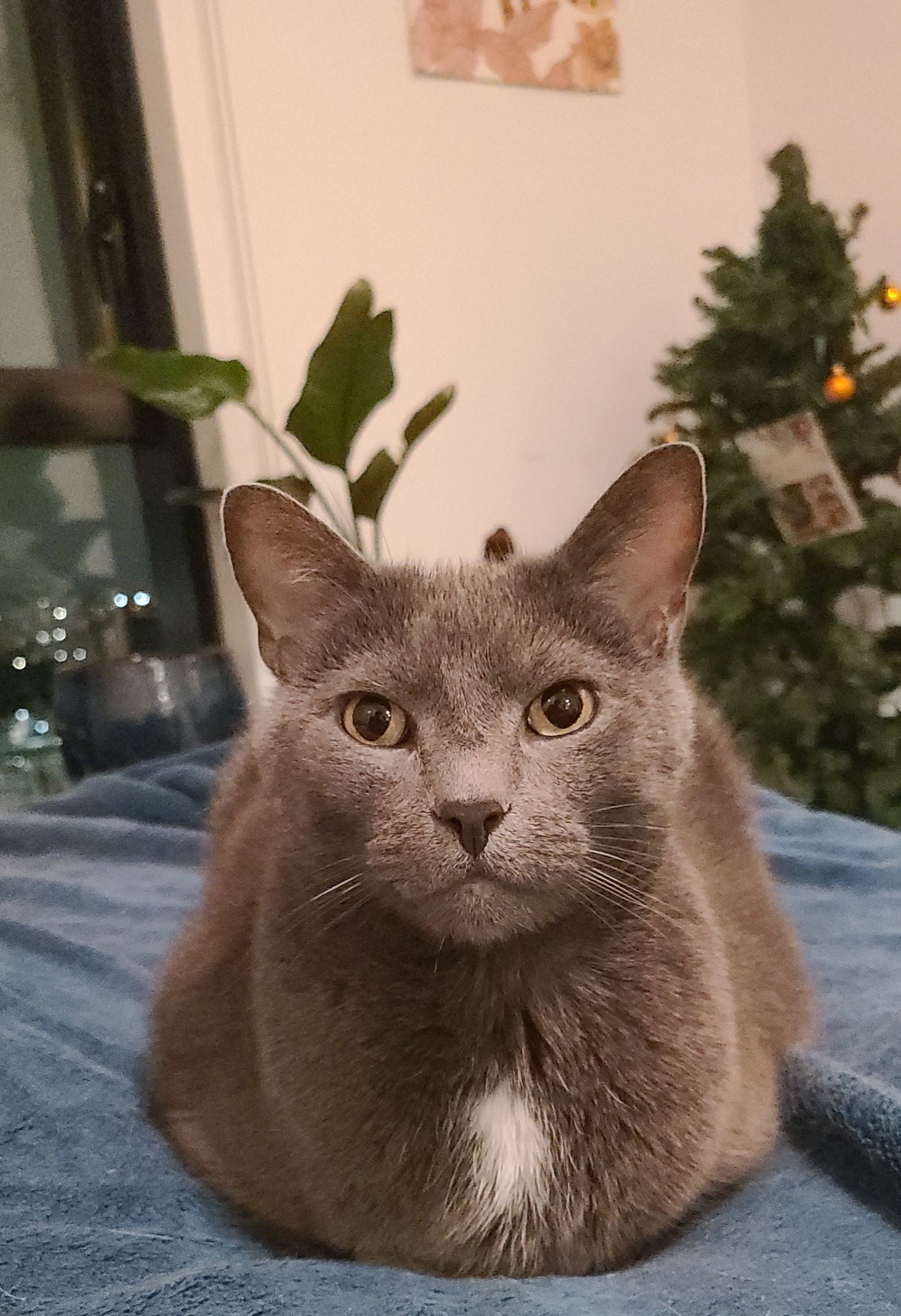 BigBoy