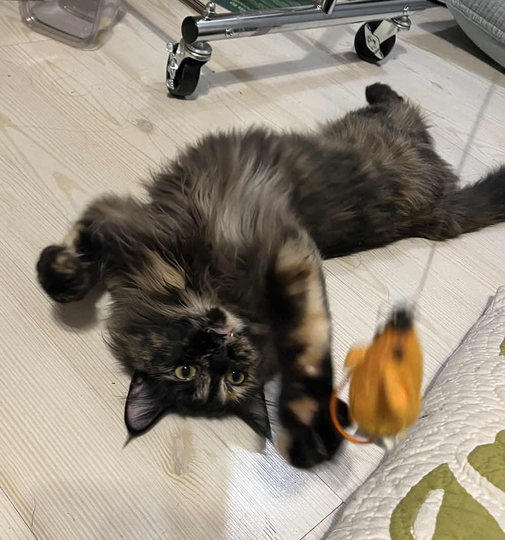 my cat, Aubergine, playing with an orange mouse